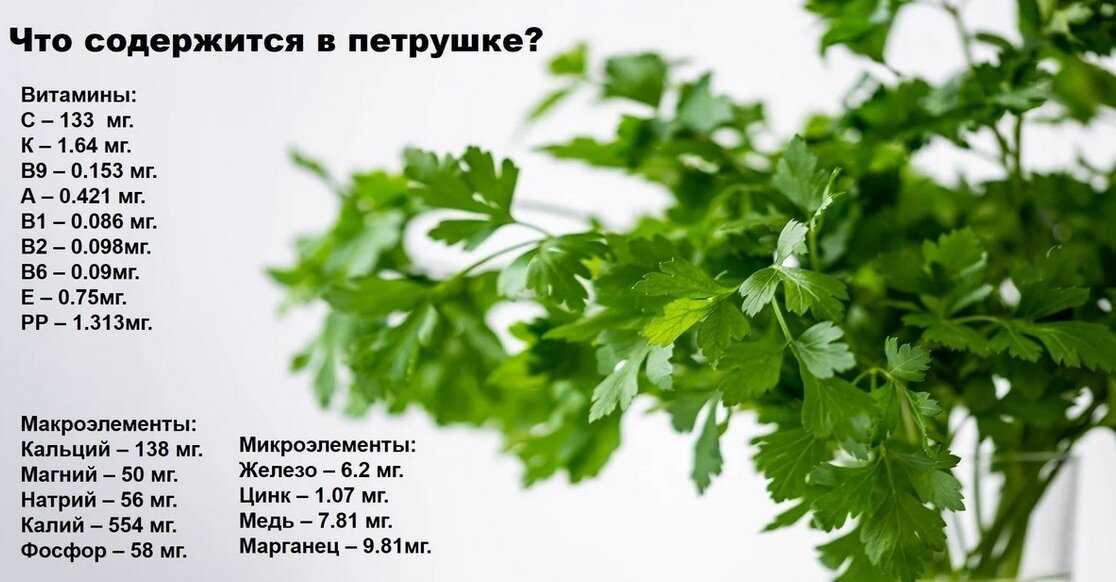 Кириллица  | семена петрушки: почему они были запрещены в россии