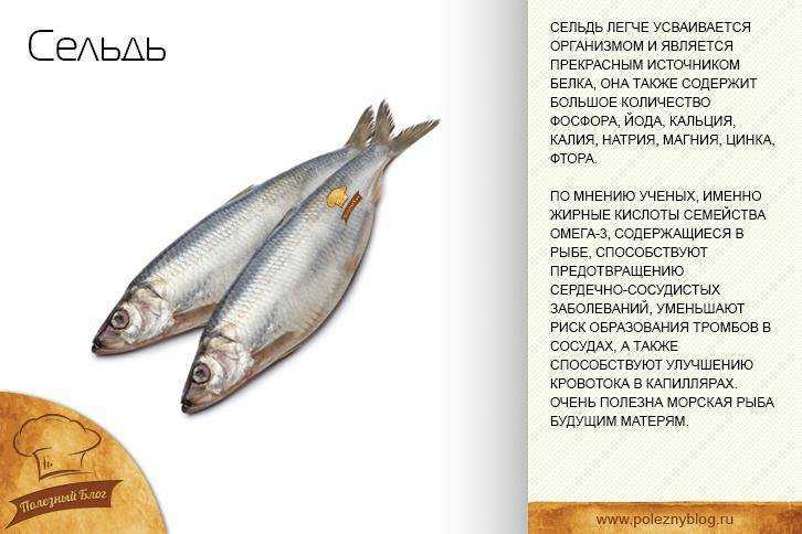 Что за рыба салака: описание, фото и приготовление