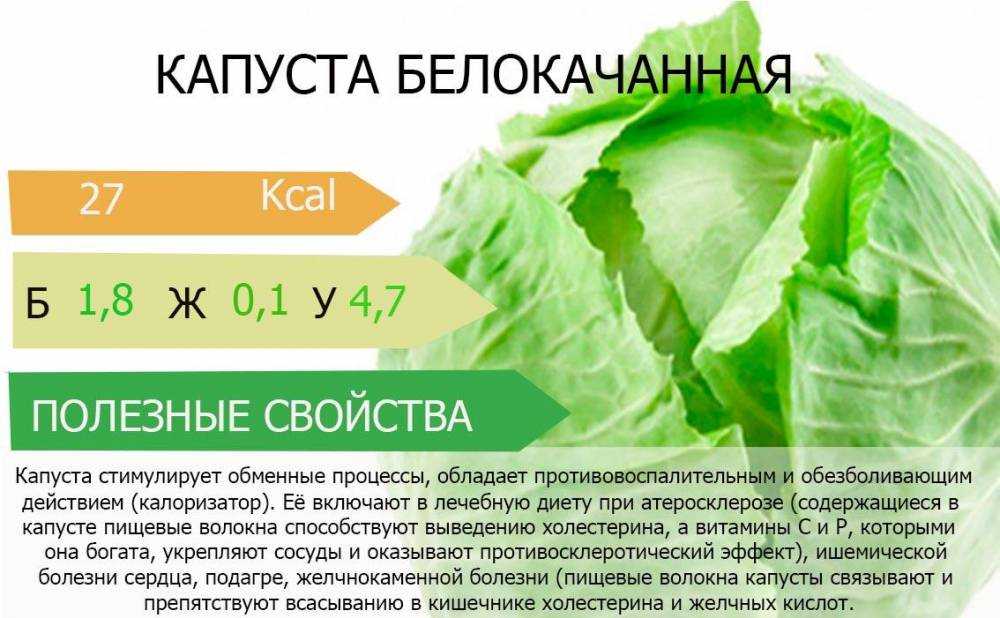 Капуста савойская: польза и вред, как можно использовать – применение в кулинарии и народной медицине
