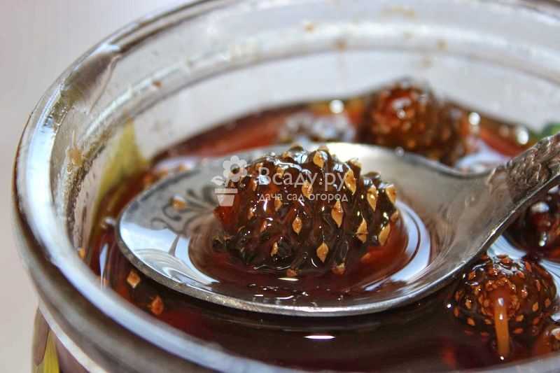 О сосновом меде: мед из молодых зеленых сосновых шишек и побегов сосны