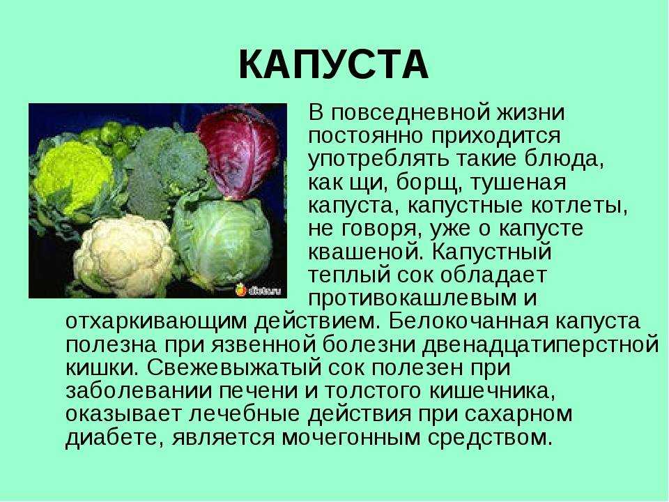 Савойская капуста: выращивание, уход в открытом грунте, описание вертю и иных сортов, а также когда сажать семена, как выглядит овощ, чем отличается от белокочанной?