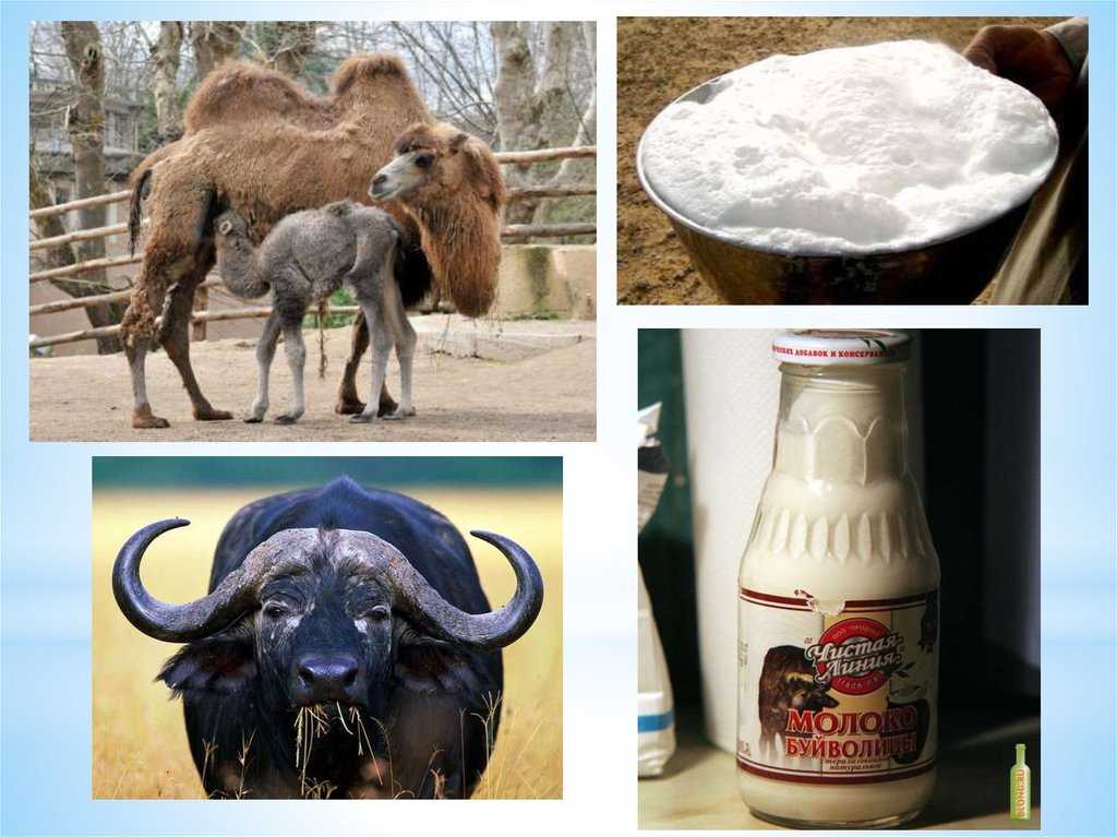 Польза и вред буйволиного молока для женщин, мужчин, беременных – портал "стань лучше"