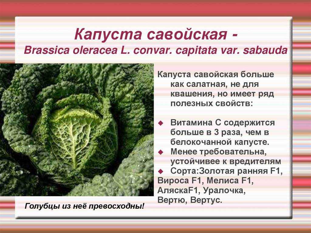 Савойская капуста - сорта, посадка, выращивание, фото | россельхоз.рф