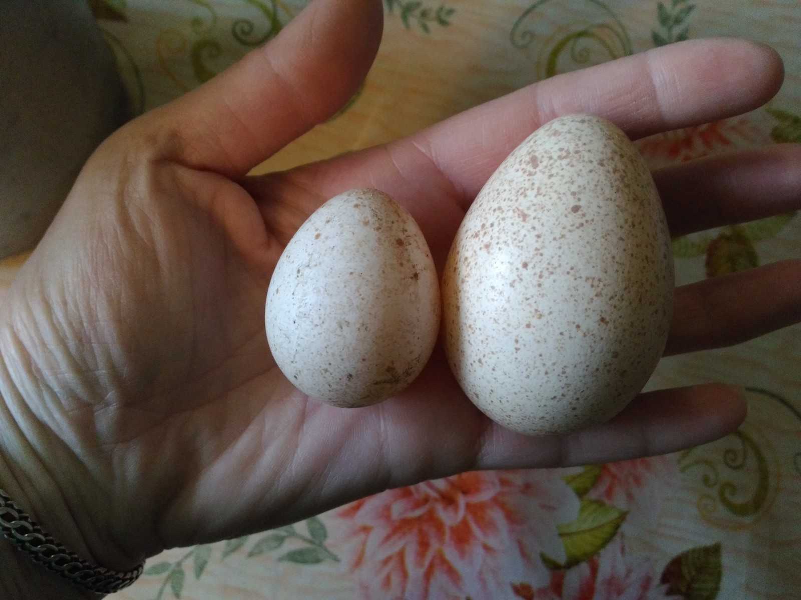 Индюшиные яйца: польза и вред, можно ли есть, как употреблять