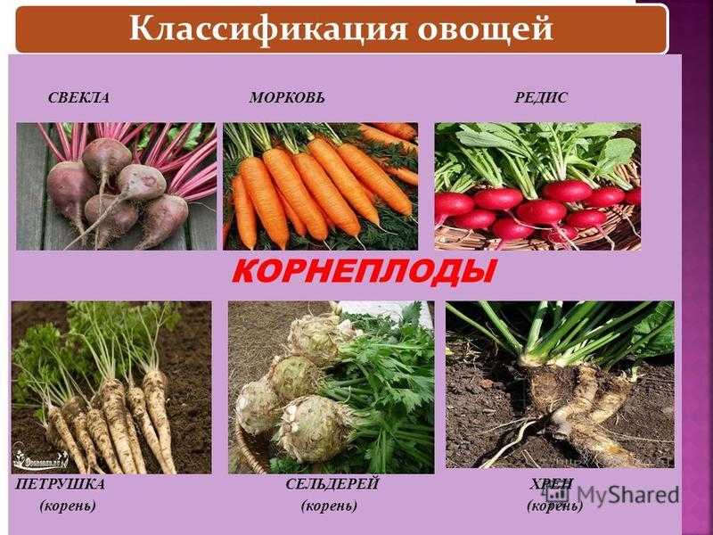 Морковь является растением. Овощи корнеплоды. Корнеплодные овощные культуры. Классификация корнеплодов. Овощи корнеплоды названия.