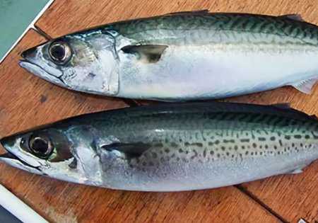 Рыба макрель и скумбрия, где обитают и чем отличаются?