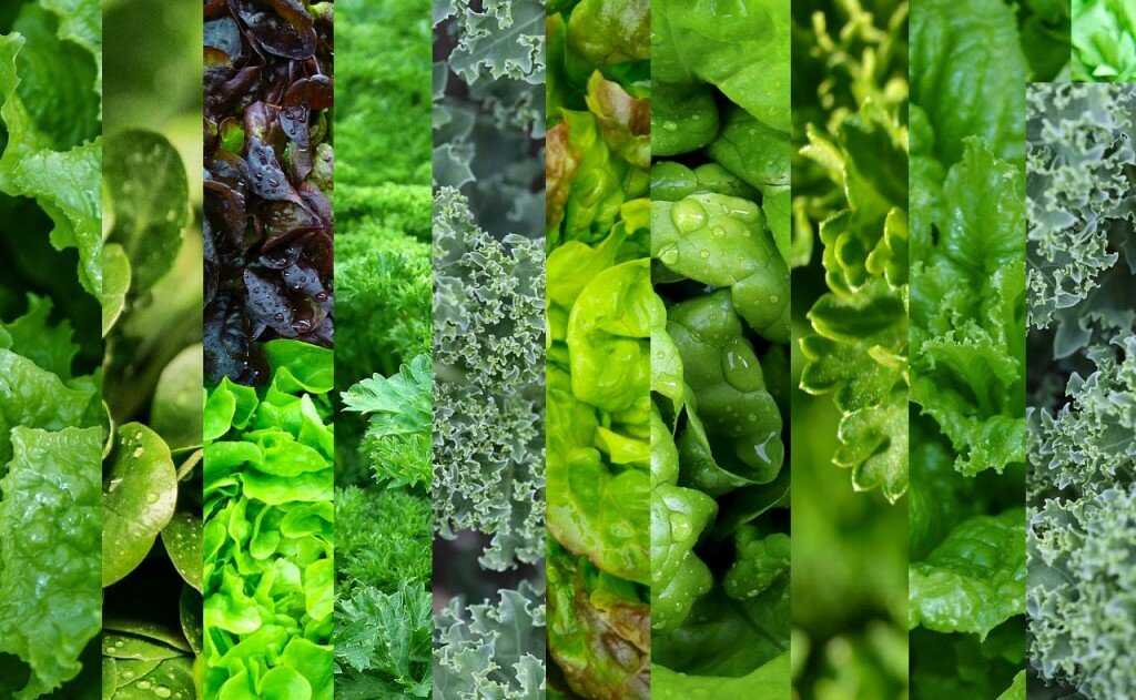 Листовые овощи: 13 самых полезных видов