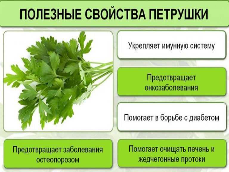 Семена петрушки: лечебные свойства и противопоказания, использование в народной медицине и кулинарии, фото