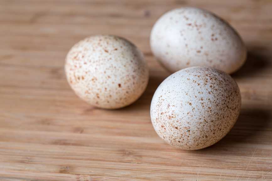 ᐉ индюшиные яйца - калорийность, полезные свойства и применение - zooon.ru