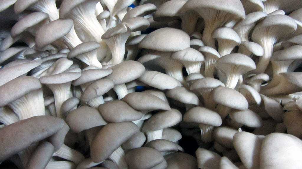 Штаммы вешенки. что такое штамм грибов