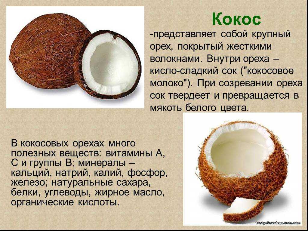 Калорийность кокоса: полезные свойства и вред, показатели бжу
