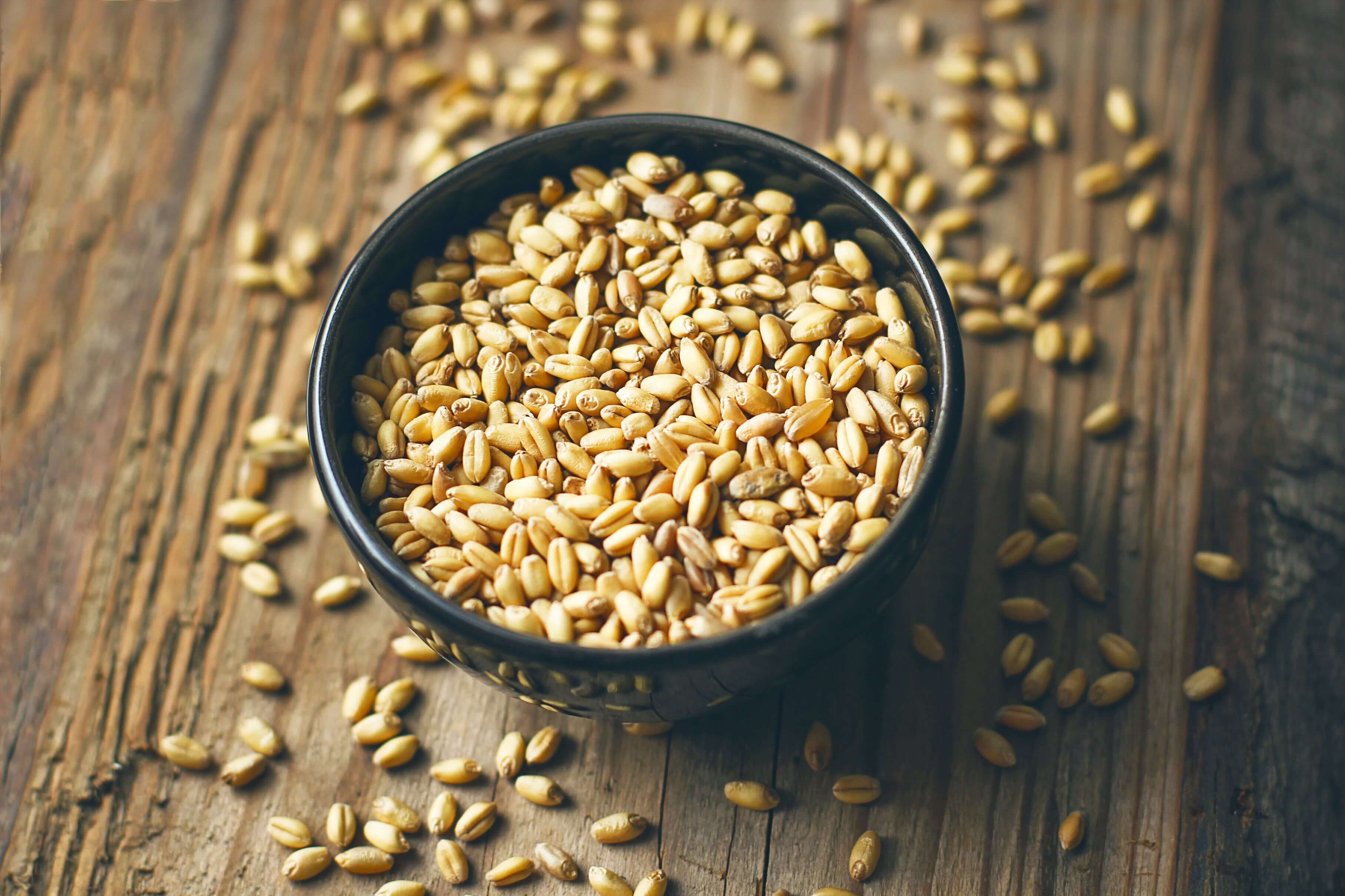 Польза и вред проростков пшеницы, рецепты блюд, как прорастить пшеницу