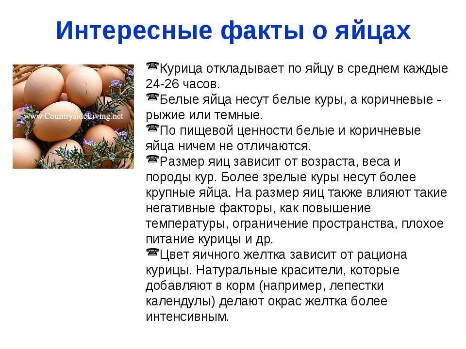 Индюшиные яйца – полезные и опасные свойства индюшиных яиц