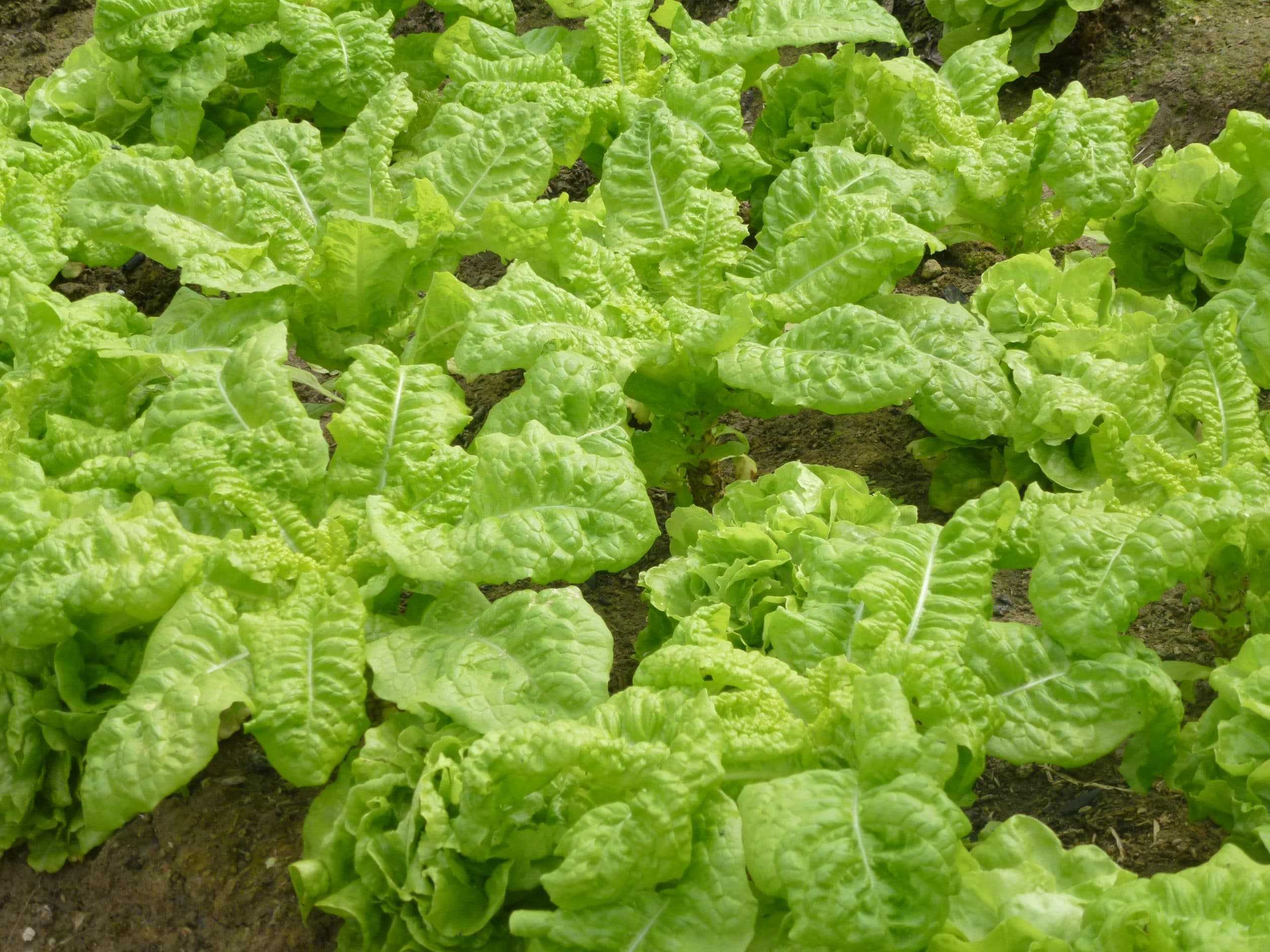 Калорийность салат романо (римский салат, ромен). химический состав и пищевая ценность.