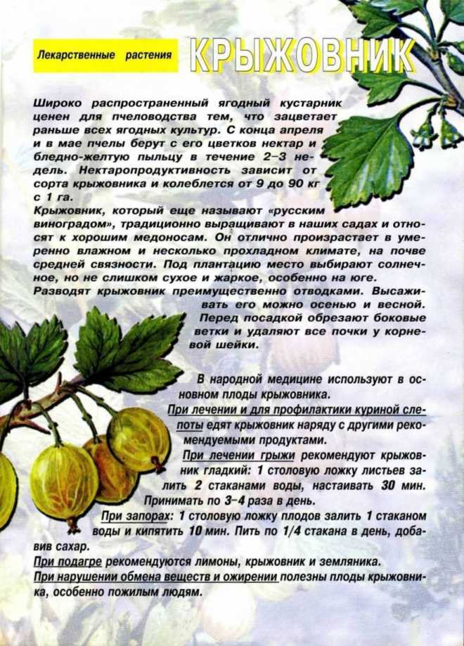 Крыжовник: полезные свойства и противопоказания листьев и ягод, применение в народной медицине