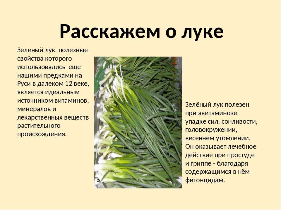 Все о зеленом луке: полезные свойства, витамины, минералы в составе растения