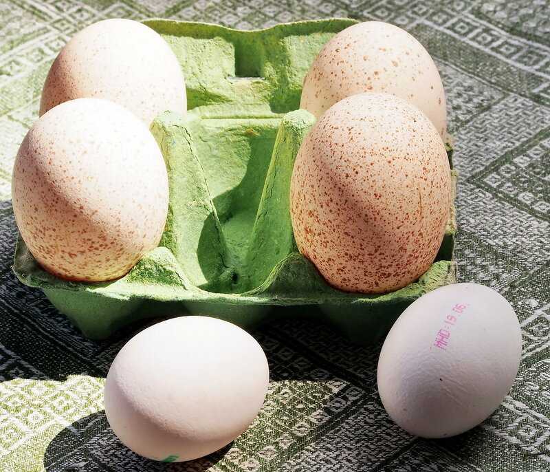 Индюшачьи яйца польза и вред для женщин - всё для пользы