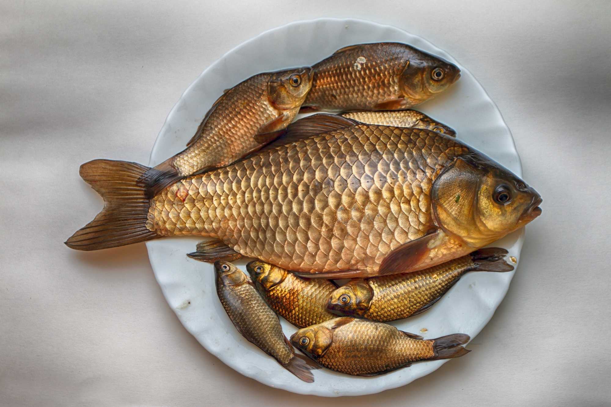 Жареный карась. калорийность и польза рыбы после обработки