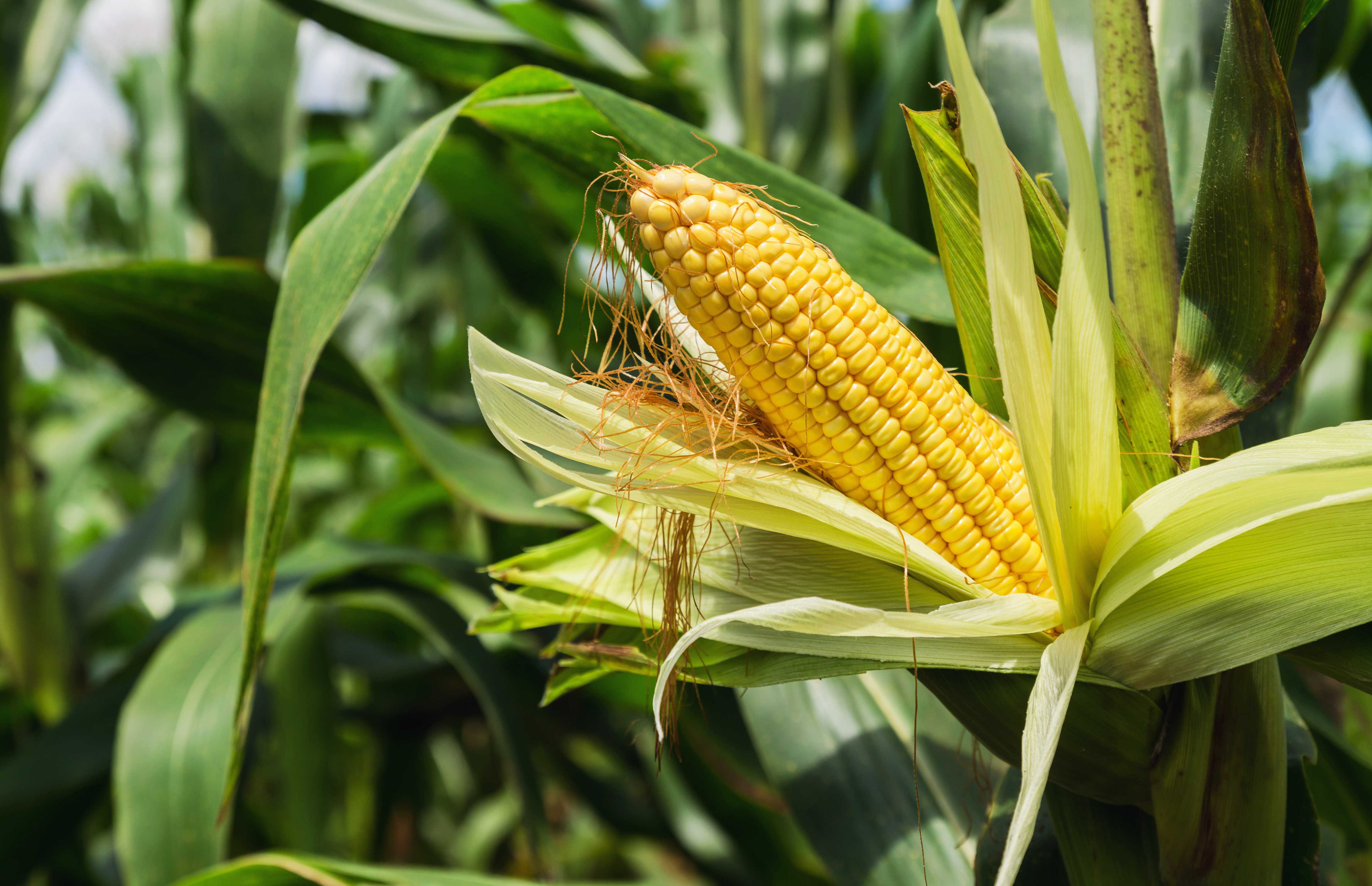 Калорийность кукуруза в початке вареная. химический состав и пищевая ценность.
