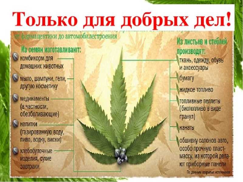 Дикая конопля ее свойства листья марихуаны 3d