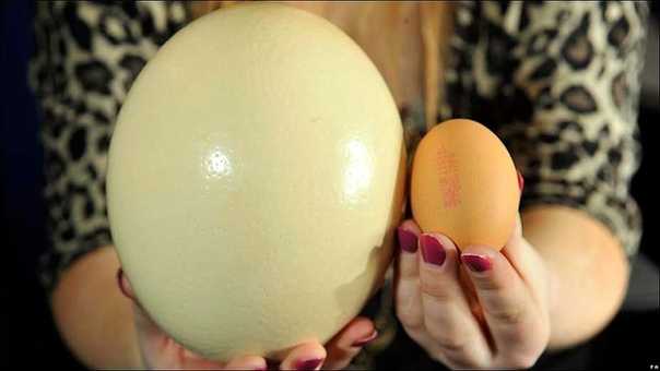 Страусиное яйцо: сколько весит, размеры, как часто несутся страусы, их вес