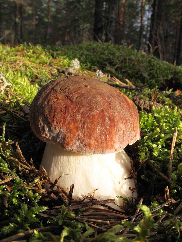 Белые грибы: польза и вред для организма, калорийность, состав, можно ли беременным
