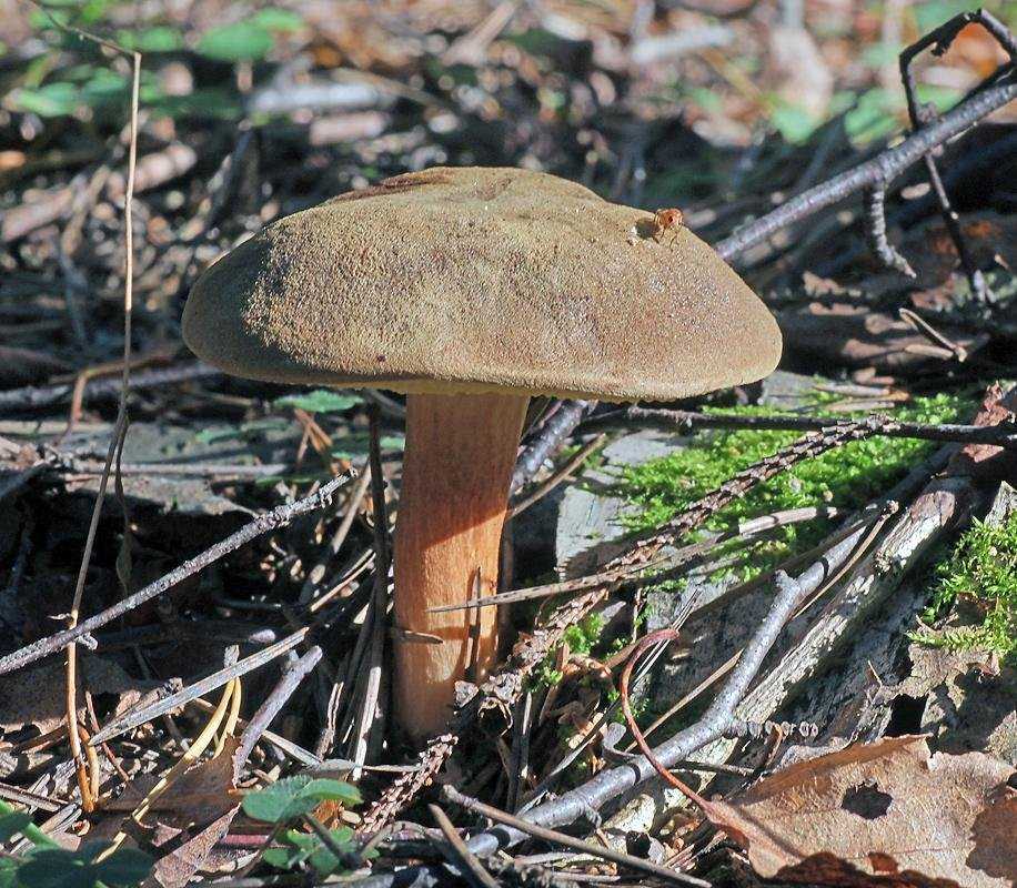 Польский гриб фото и описание
