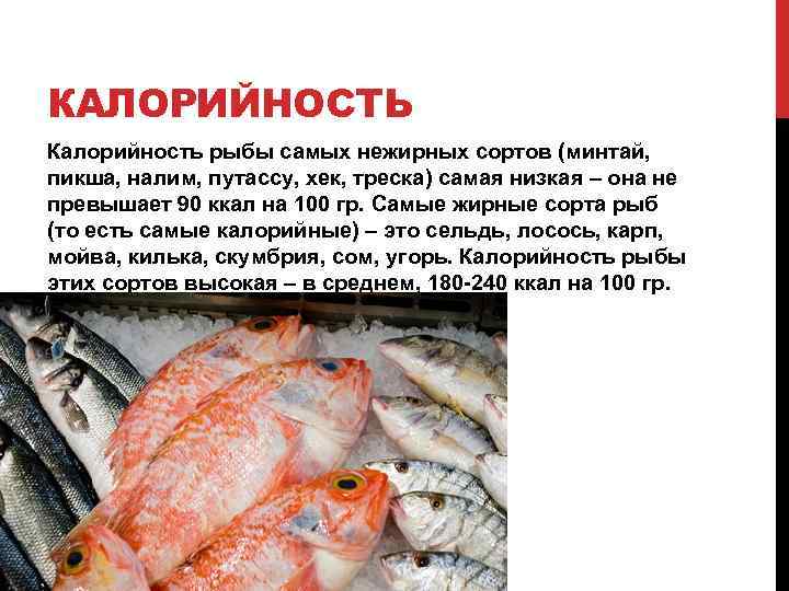 Путассу - польза и вред: где водится рыба, противопоказания, калорийность, как готовят