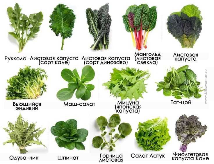 Зеленые овощи: виды, названия, фото и описание. польза зеленых овощей в рационе :: syl.ru