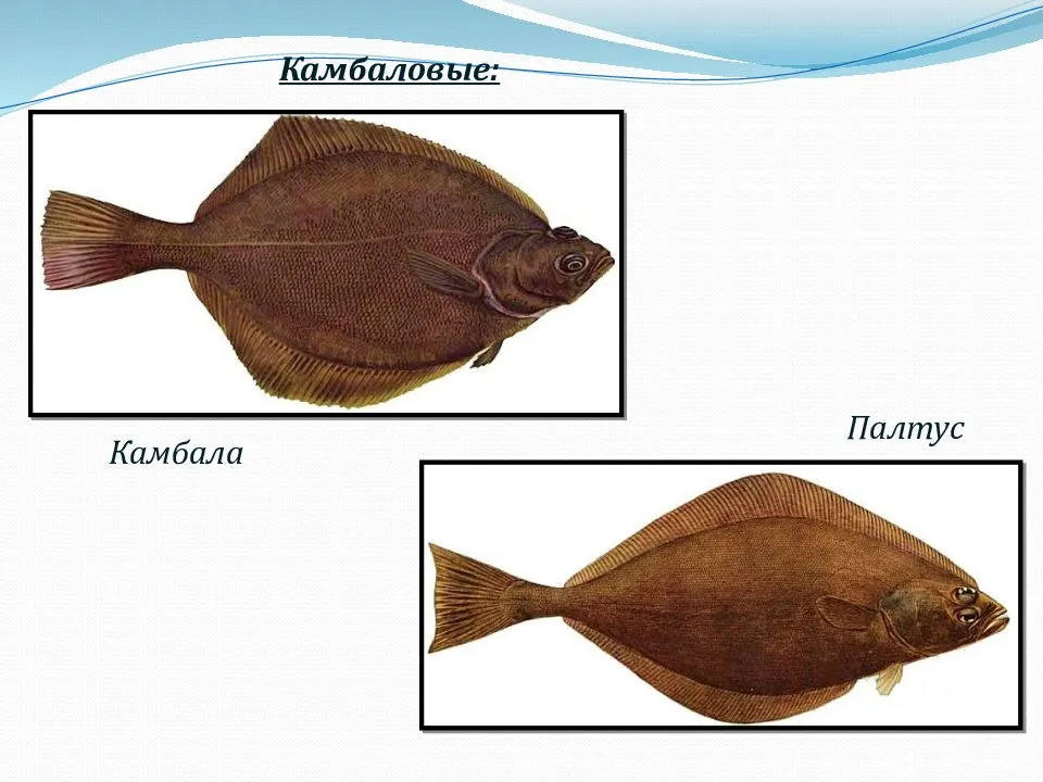 Палтус: польза и вред, калорийность рыбы на 100 грамм