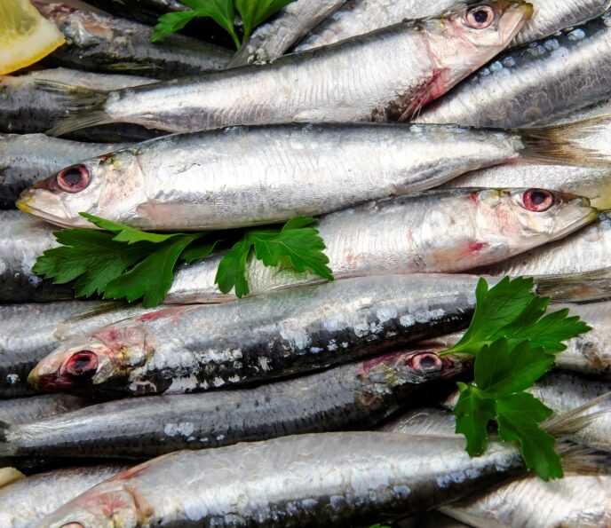 Путассу: польза и вред, полезные свойства рыбы