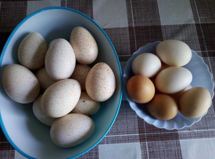 Индюшиные яйца: можно ли есть, сколько варить, польза и вред