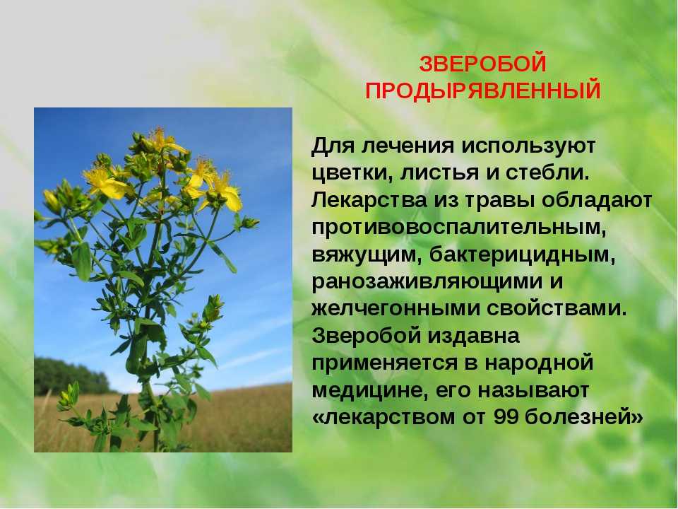 Лекарственные растения алтайского края фото и описание