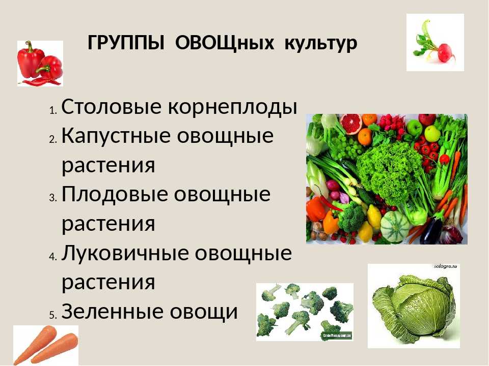 Зелёные листовые овощи список и в чём польза для организма