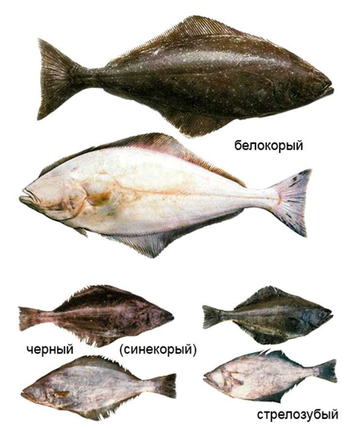 Рыба палтус: описание, фото, польза и вред