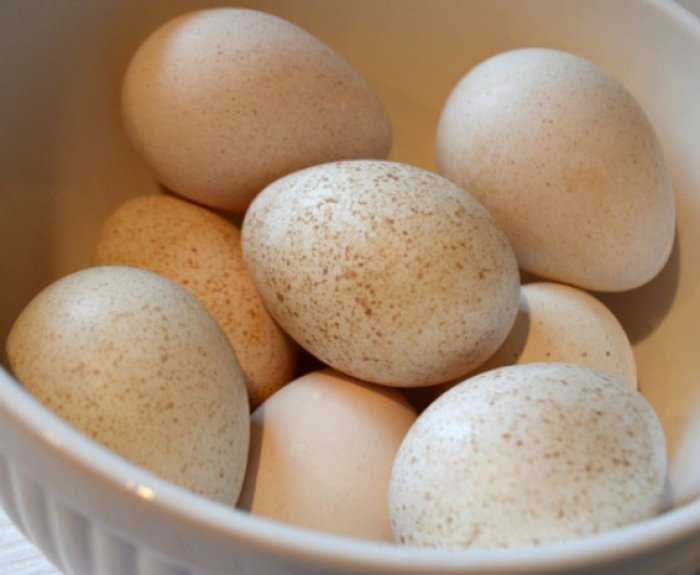 Индюшачьи яйца: сколько сидит индейка, когда начинает садиться, искуственное оплодотворение