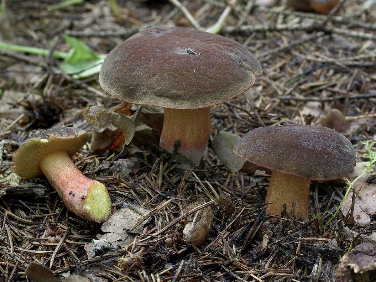 Как готовить польские грибы: сколько нужно варить, как мариновать и закатать на зиму