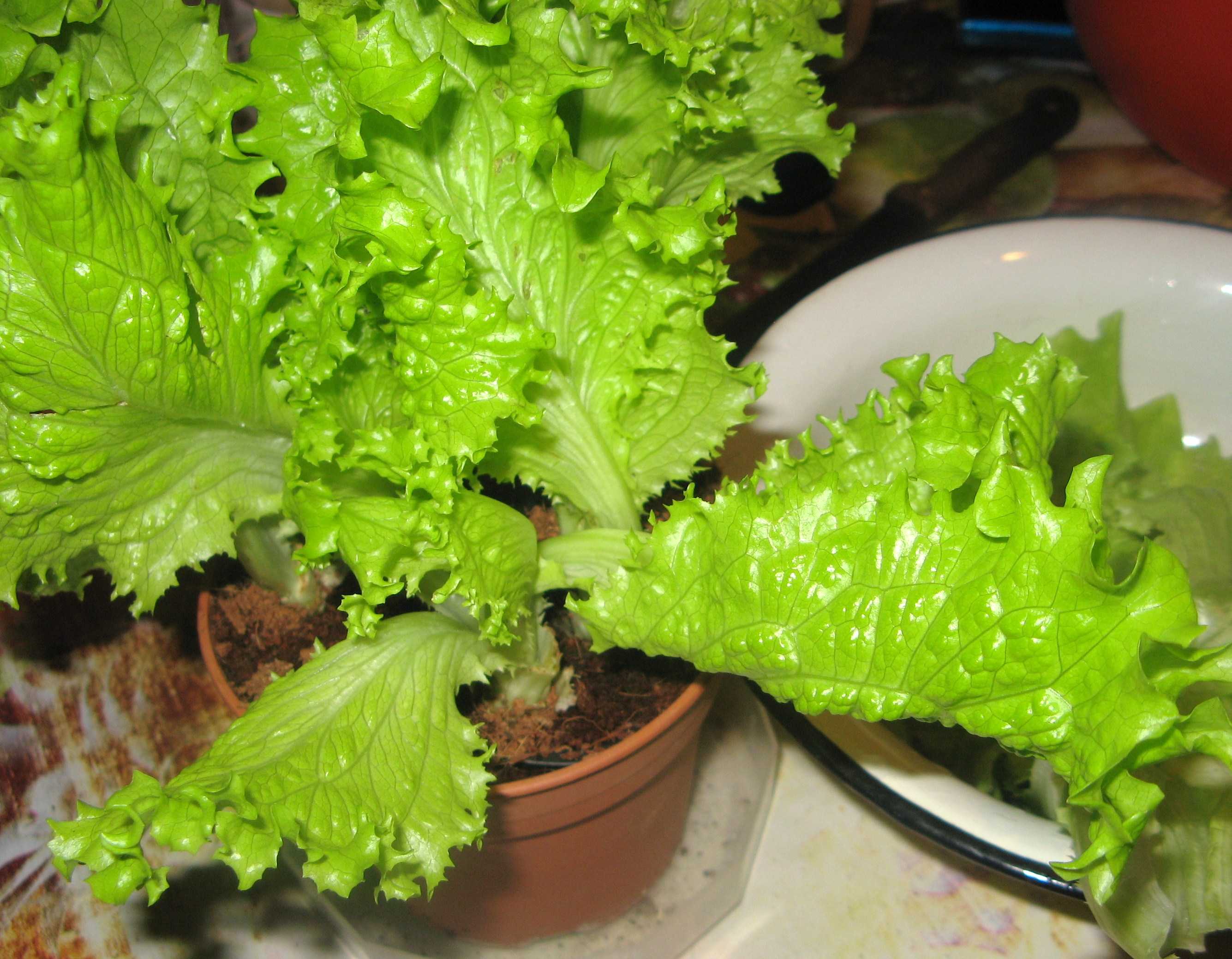 Салат-ромен. выращивание салата - ромен и уход за ним