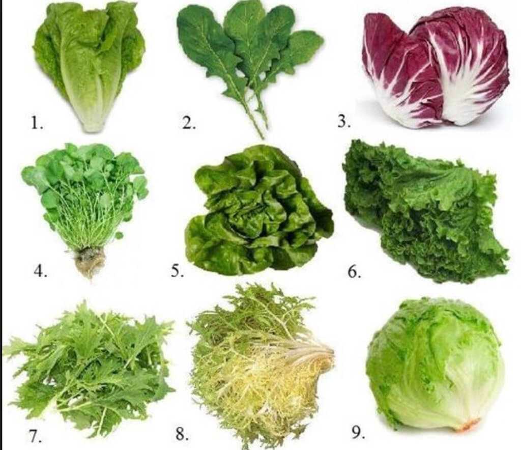 Зеленые овощи и листовые культуры - самый полный список: 24 разновидности с названиями, описаниями и фото