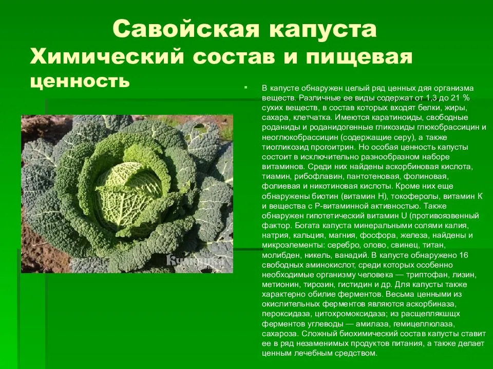 Савойская капуста: сорта, выращивание и уход, хранение на зиму, полив, подкормка, болезни и вредители