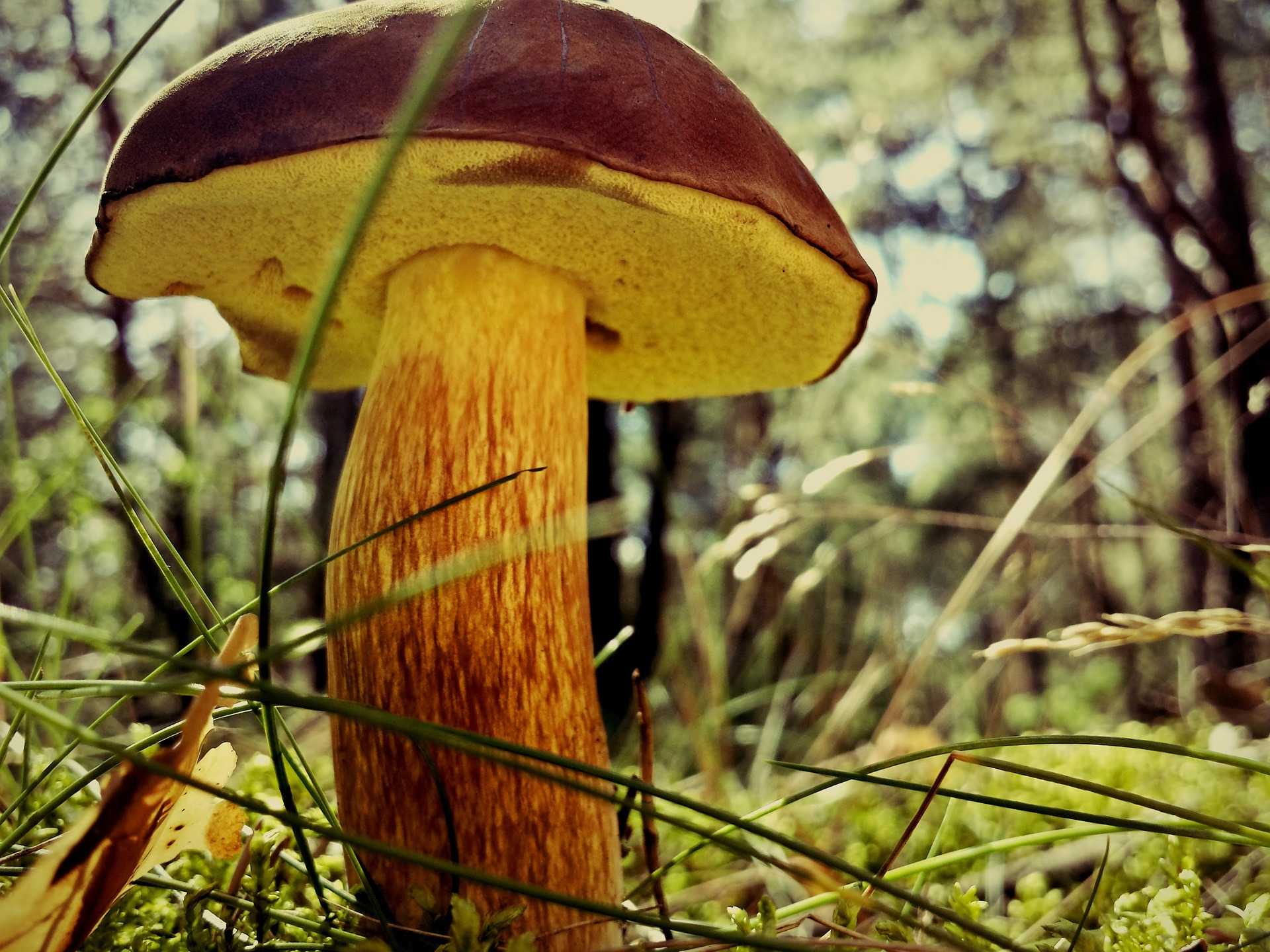 Польский белый гриб 🍄 (6 полезных свойств) - описание и фото польского белого гриба
