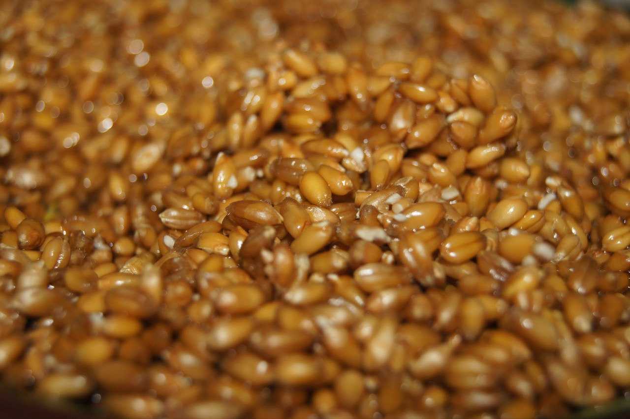 Пророщенная пшеница: состав и полезные свойства, советы по приему и вред пшеницы, противопоказания