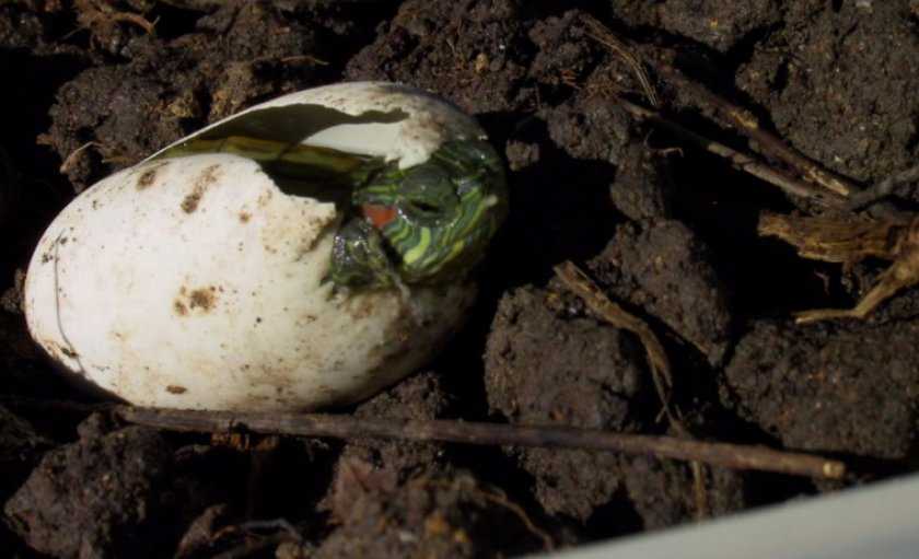 Красноухая черепаха откладывает яйца. Красноухая черепаха вылупление. Яйца красноухой черепахи. Красноухие черепахи яйца черепах.