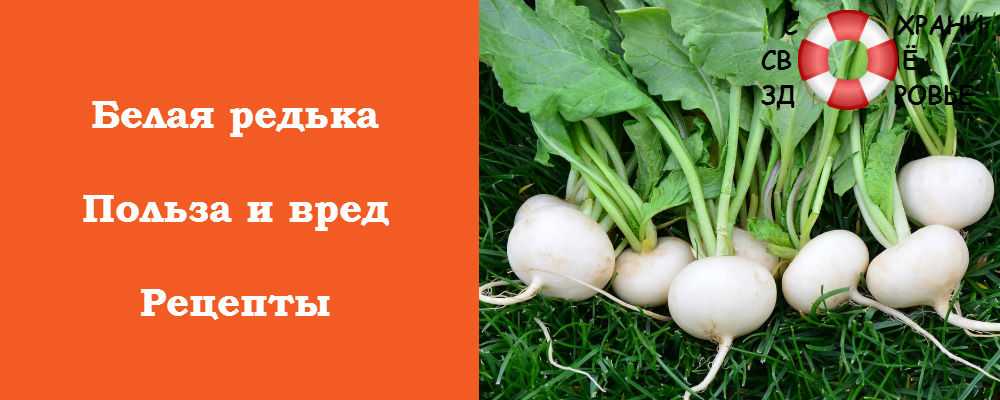 Редька польза для здоровья. Чем полезна редька белая. Редька белая польза и вред. Редька белая польза. Редька для чего полезна белая.