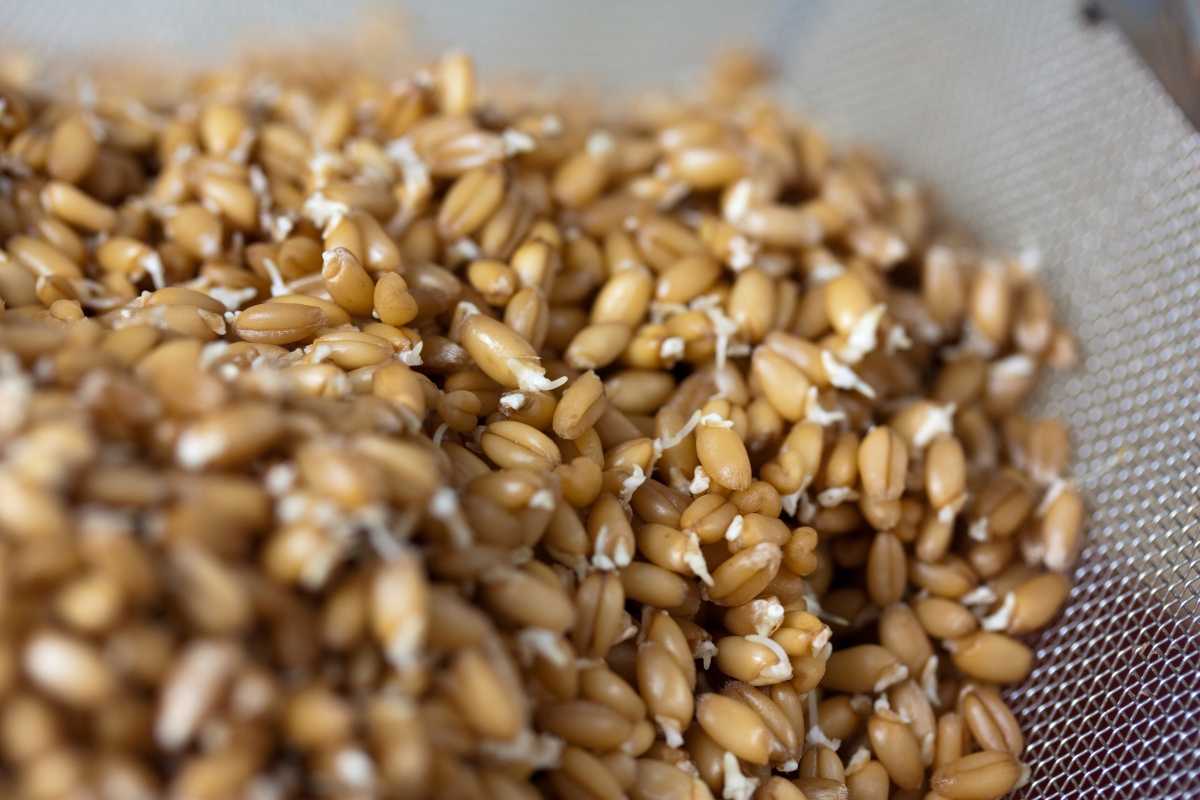 Пророщенная пшеница: как употреблять и проращивать зерна в домашних условиях
