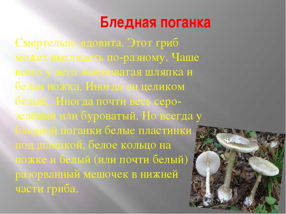 Поганки грибы: виды, фото и названия