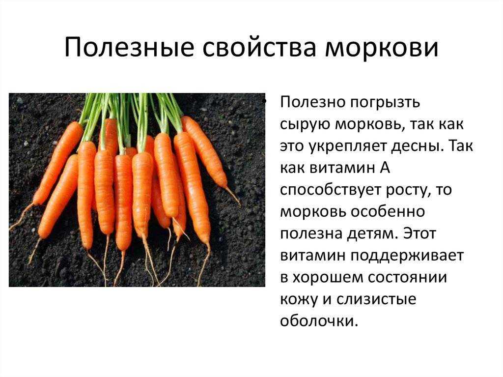Чем полезна морковь: лечебные свойства вареной и сырой морковки + полезные рецепты для красоты и здоровья