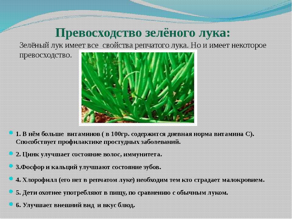 Зеленый лук: выращивание, польза, рецепты | food and health