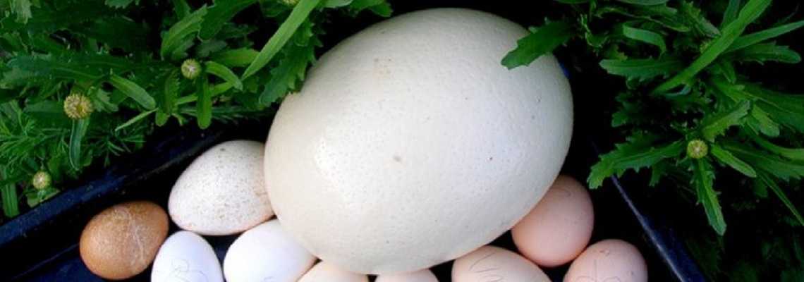 Страусиное яйцо: вес, размер, сравнение с куриным яйцом, варианты приготовления - новости, статьи и обзоры