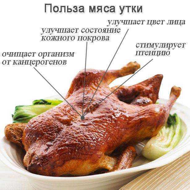 Чем полезна утка. Утка мясо. Чем полезно мясо. Что полезна утка.